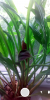 ViperOS 3.1.3 - Image 6