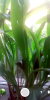Sony Xperia-N - Image 4